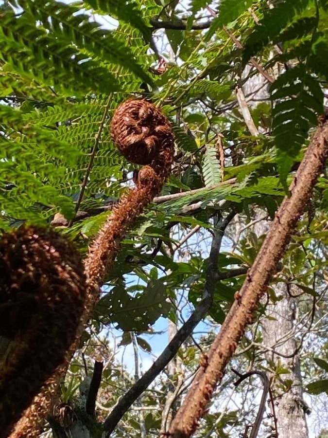 Alsophila firma bark