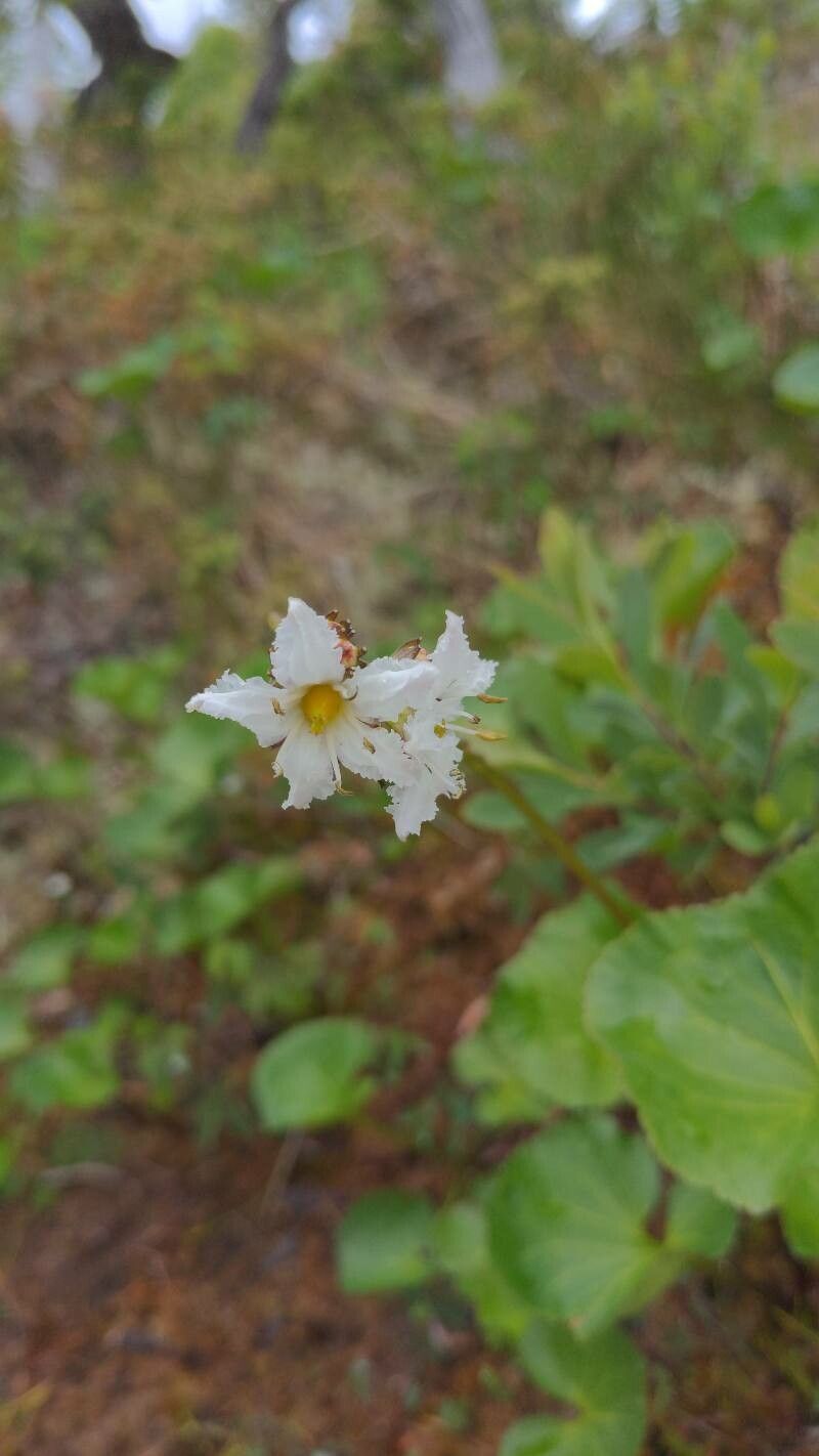 Nephrophyllidium crista-galli — search result for 'Proteaceae'