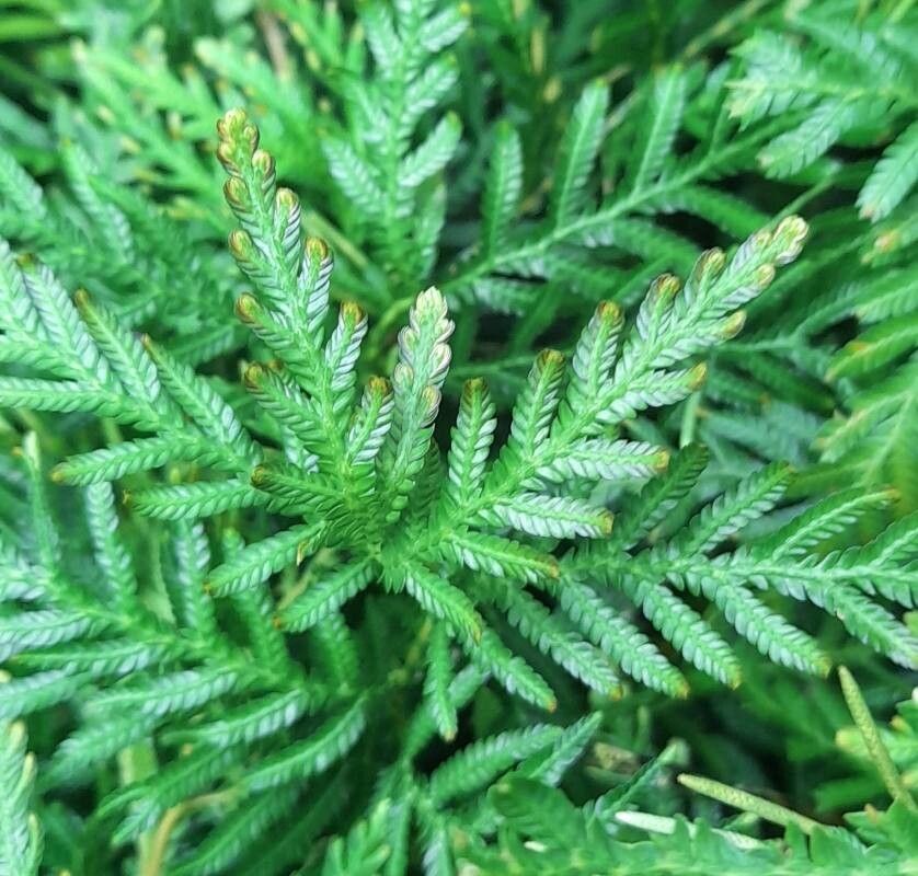 Selaginella wallichii — houseplant care guide