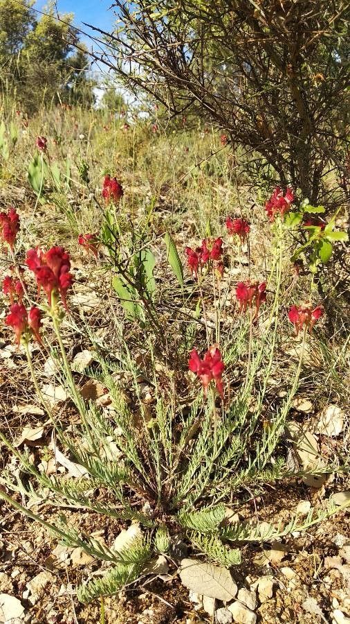 Linaria aeruginea habit