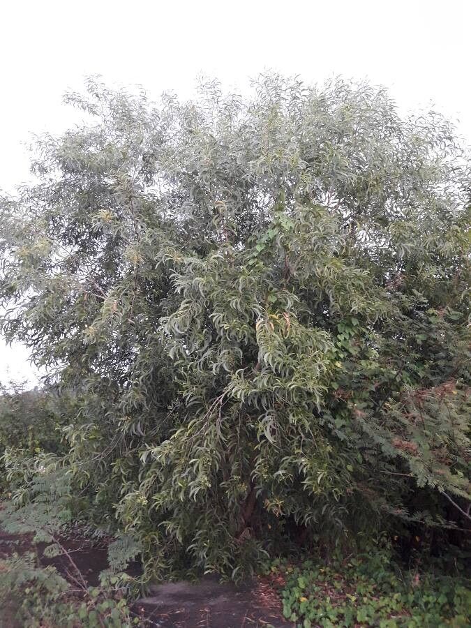 Acacia auriculiformis