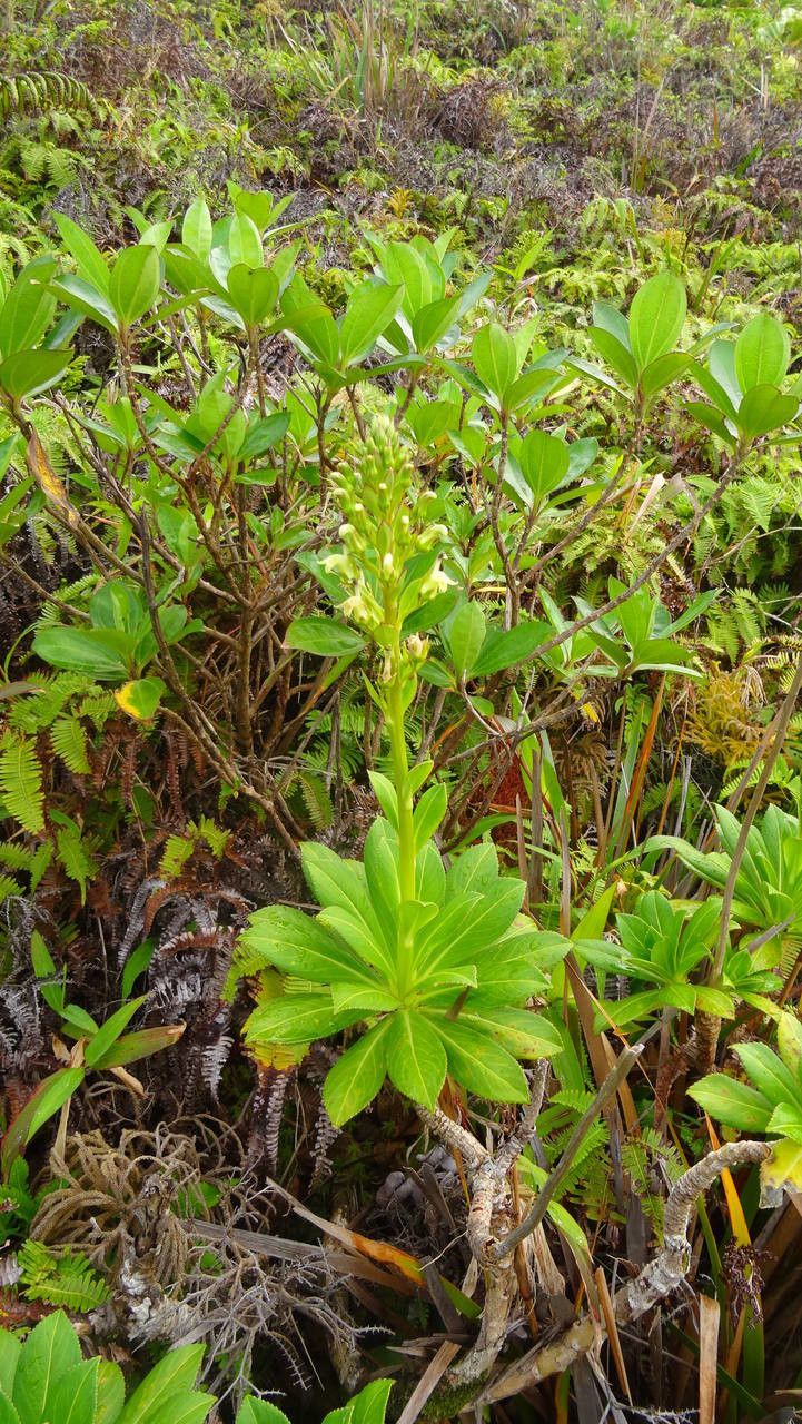 Lobelia stricta habit
