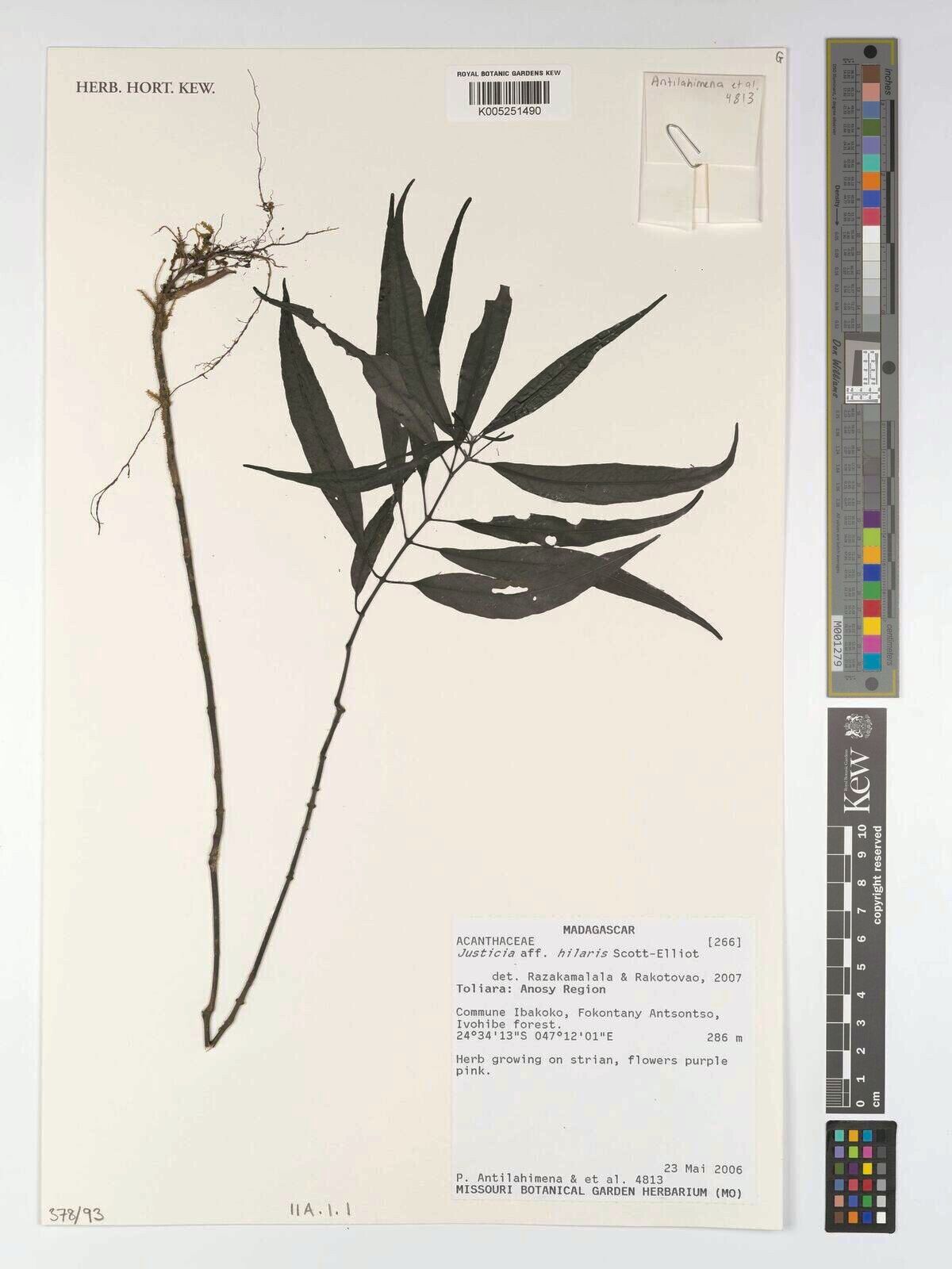 Justicia hilaris — houseplant care guide