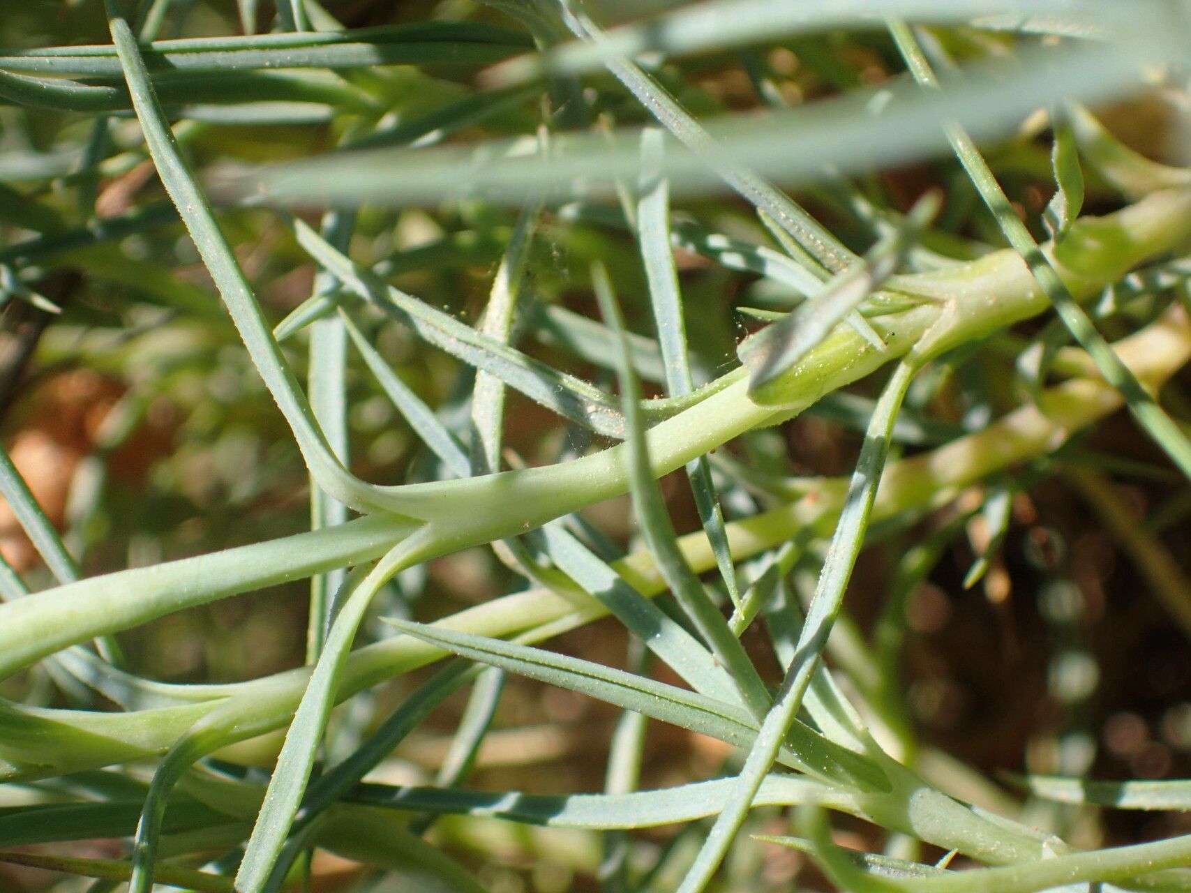 Dianthus pyrenaicus — search result for 'Dianthus'