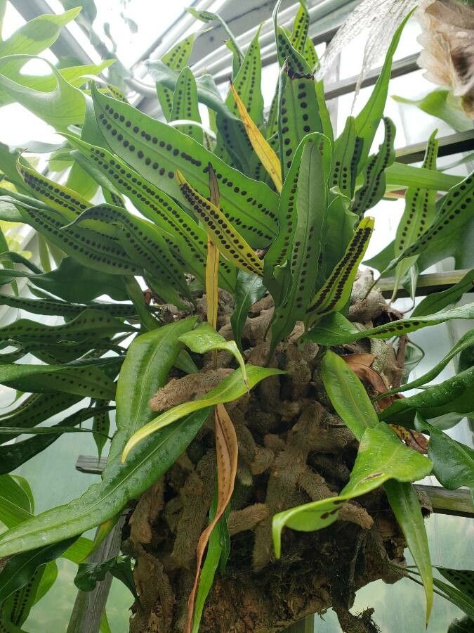 Elaphoglossum acrostichoides habit