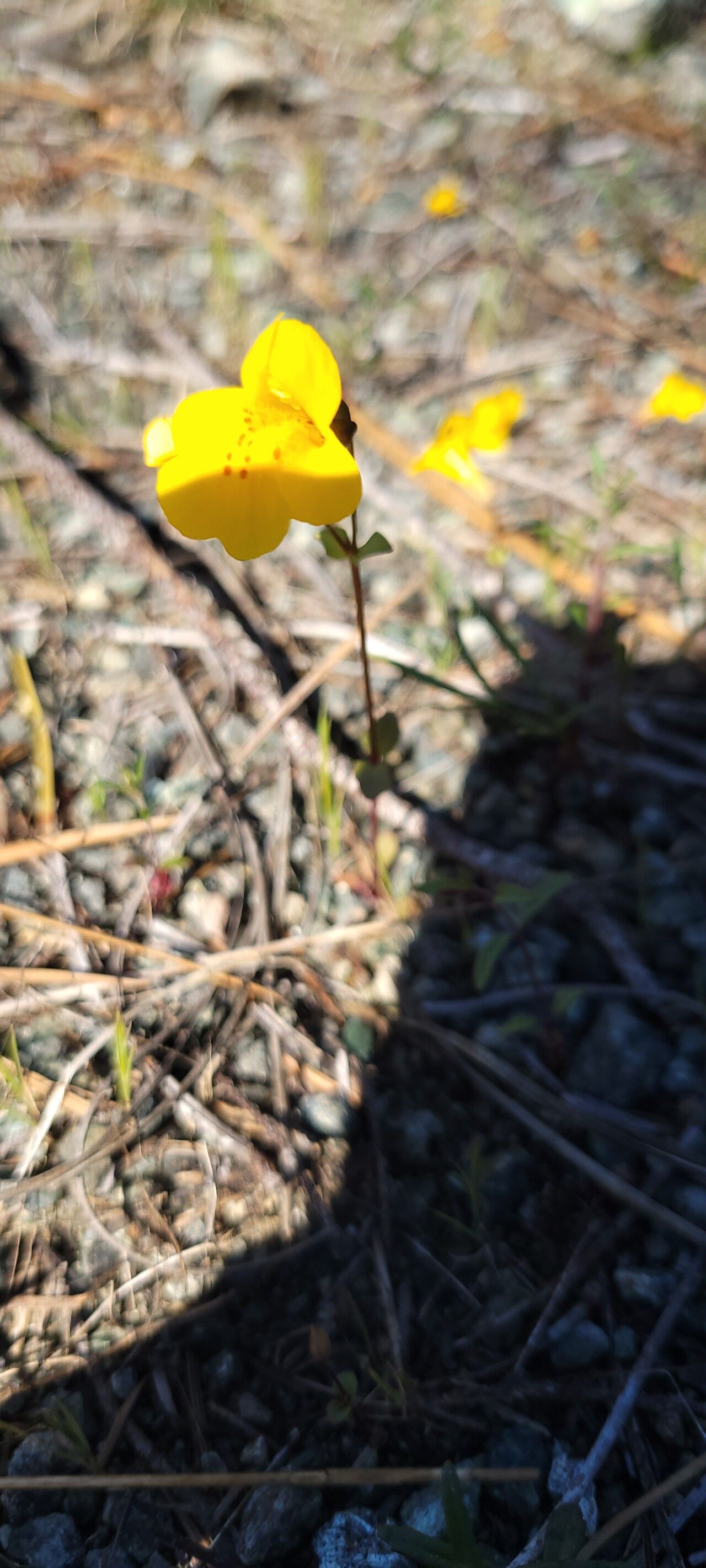 Erythranthe tilingii — houseplant care guide