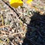 Erythranthe tilingii