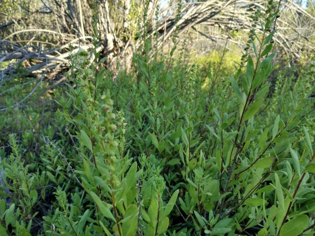 Iva hayesiana — search result for 'Iva'