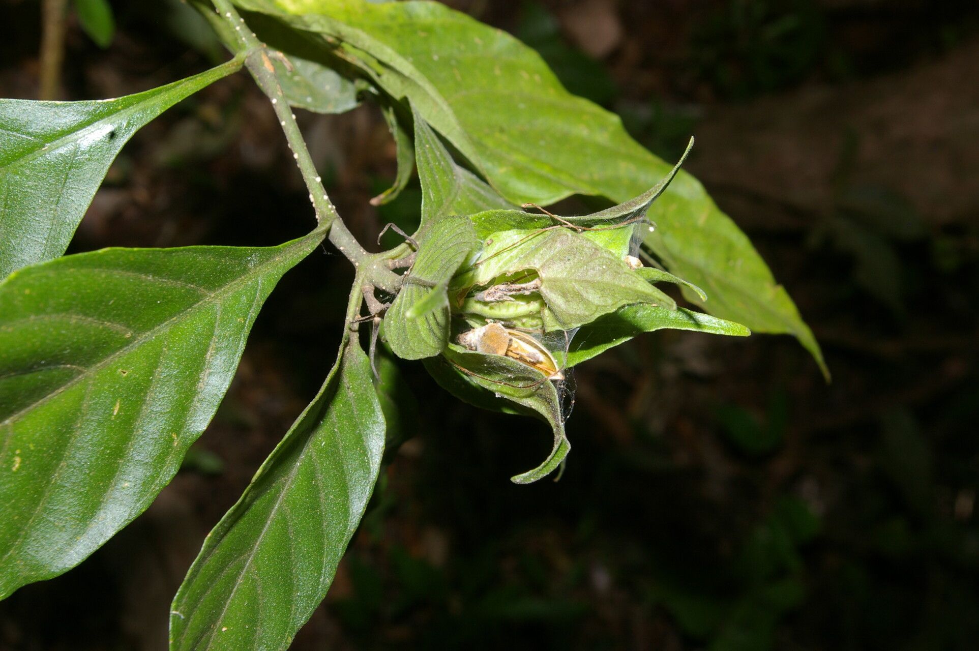 Ruellia matagalpae fruit