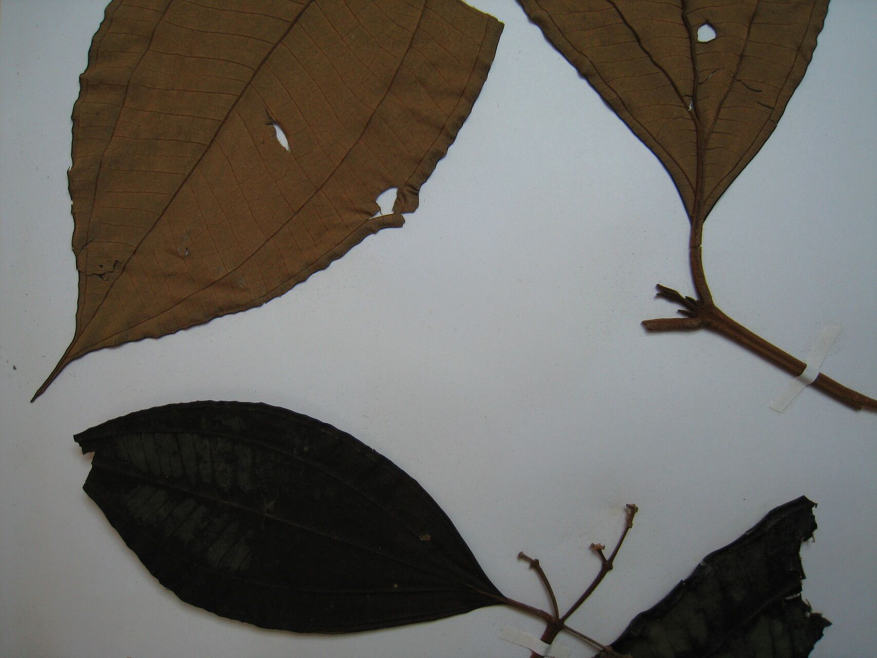 Miconia francavillana — houseplant care guide