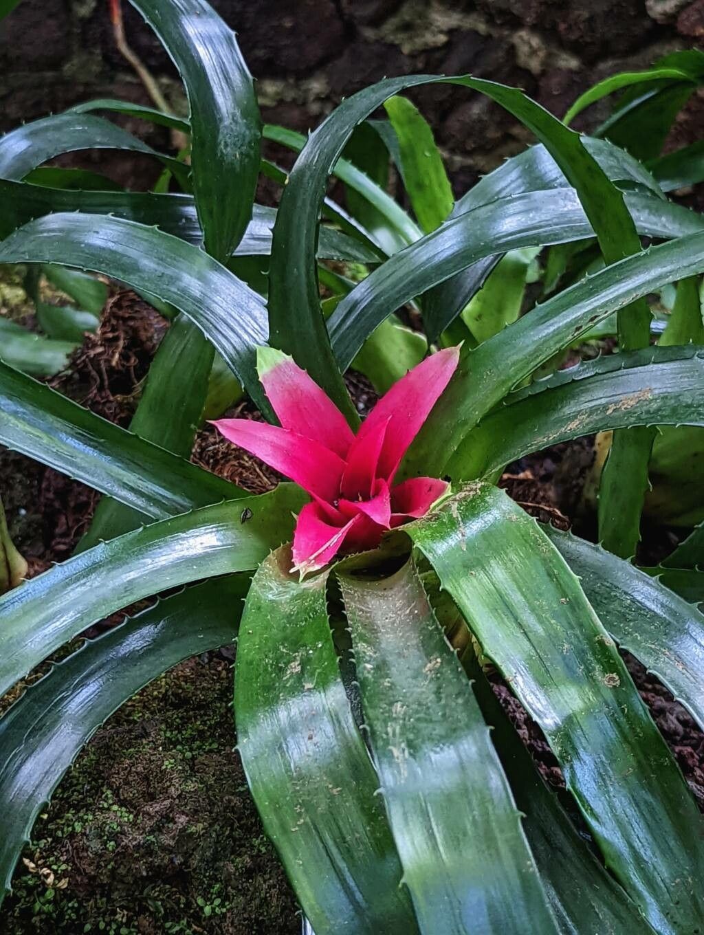 Nidularium fulgens flower
