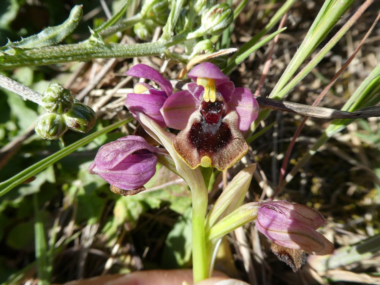 Ophrys tenthredinifera bark