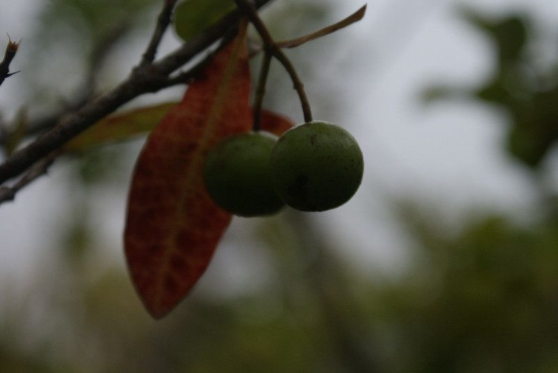 Ixora borboniae fruit