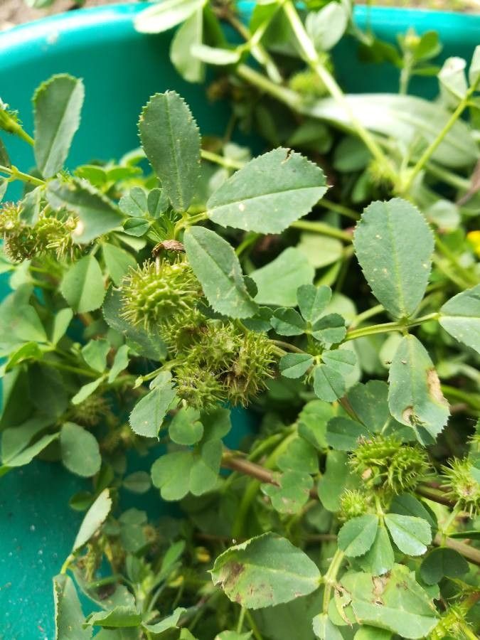 Medicago turbinata fruit