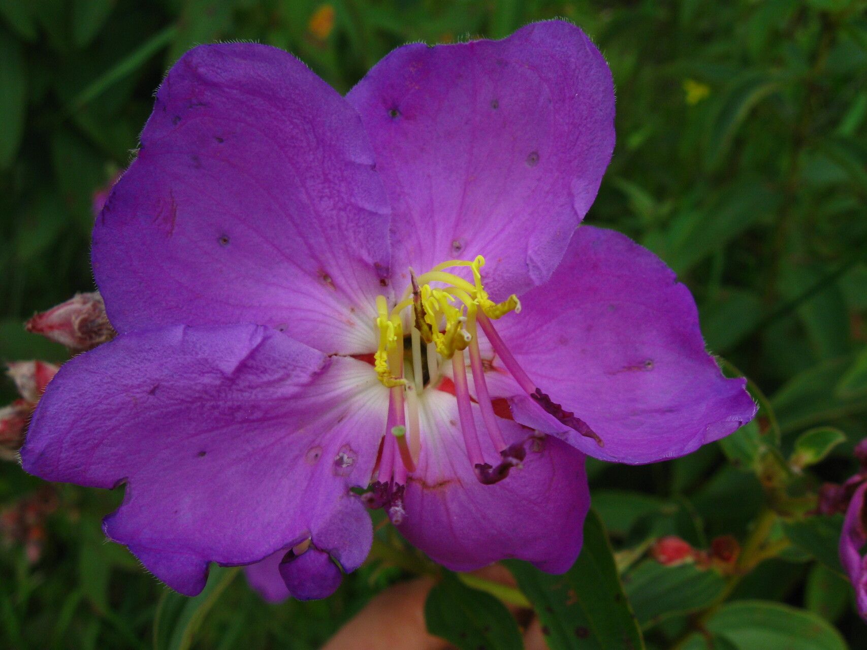 Feliciotis perkinsiae — related species from the same genus