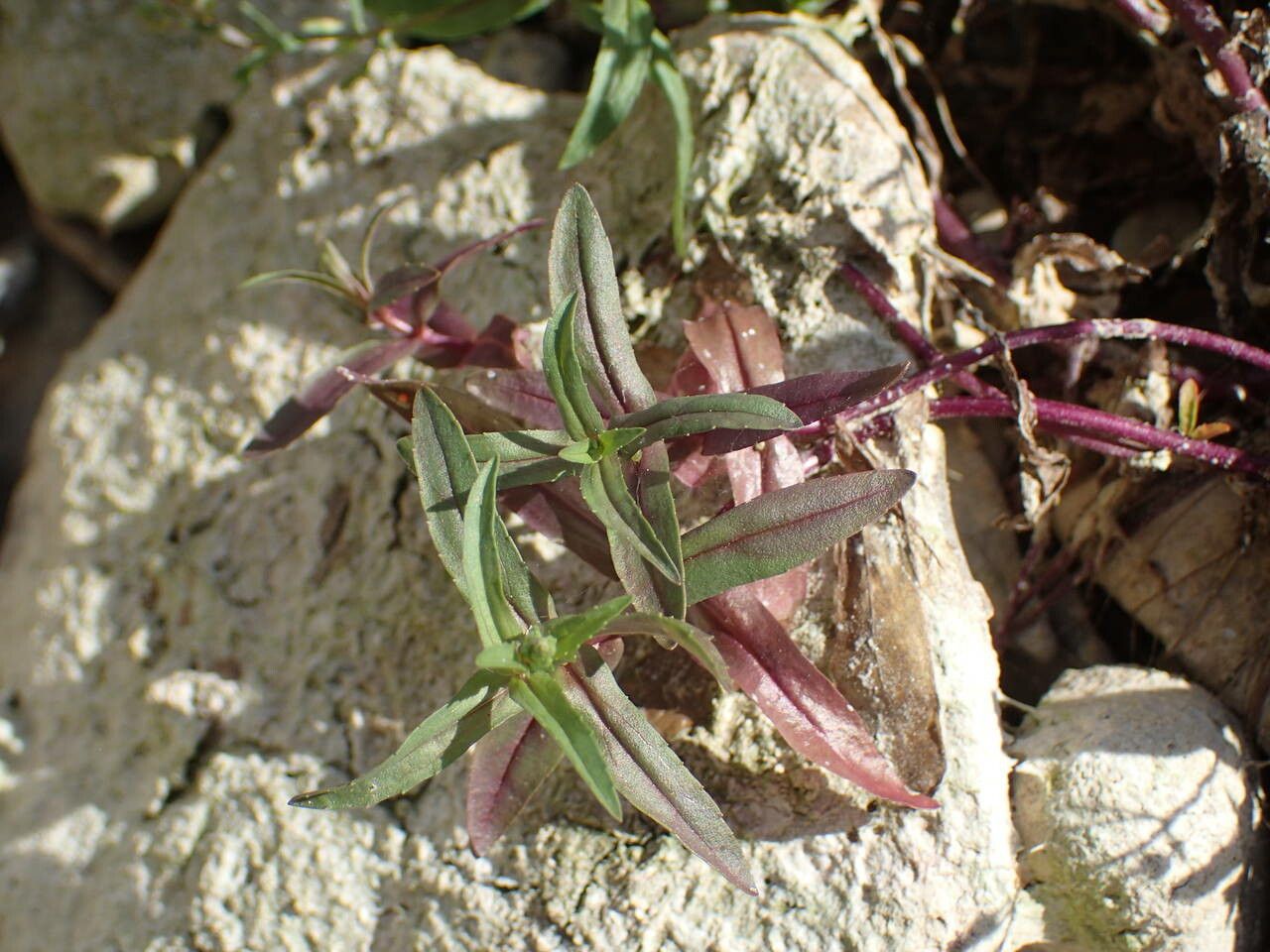 Veronica anagalloides — houseplant care guide