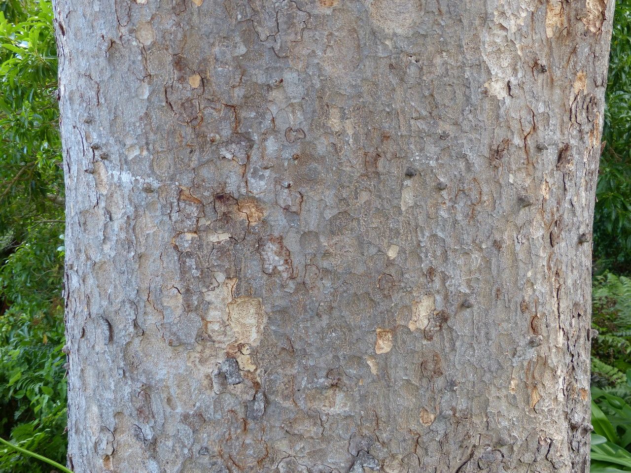 Khaya anthotheca bark
