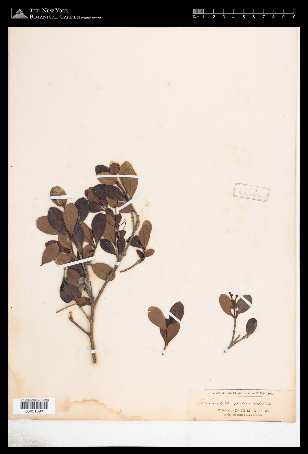 Fernelia pedunculata — related species from the same genus