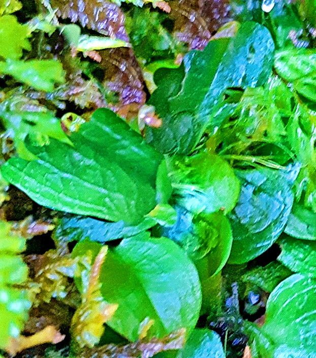 Pterostylis pedunculata — houseplant care guide