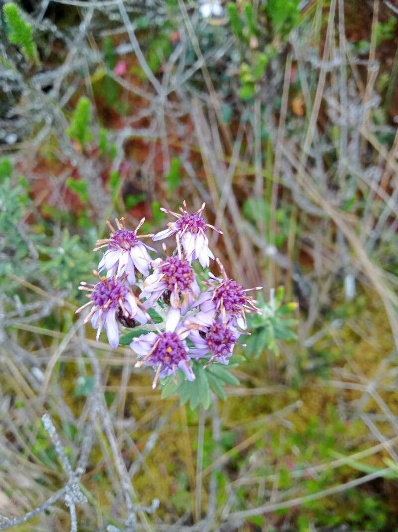 Diplostephium phylicoides flower