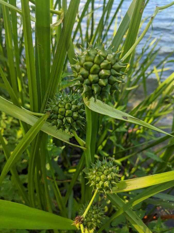 Sparganium eurycarpum fruit