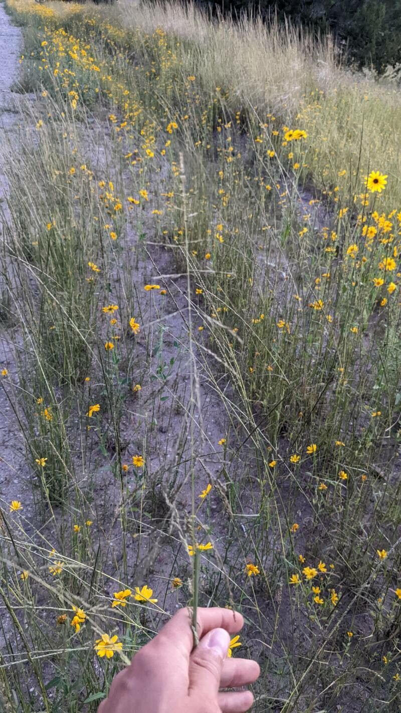 Sporobolus cryptandrus other