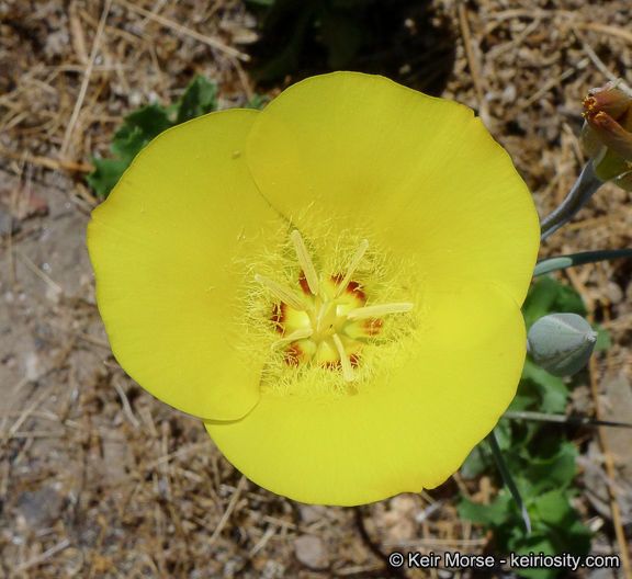 Calochortus concolor — houseplant care guide