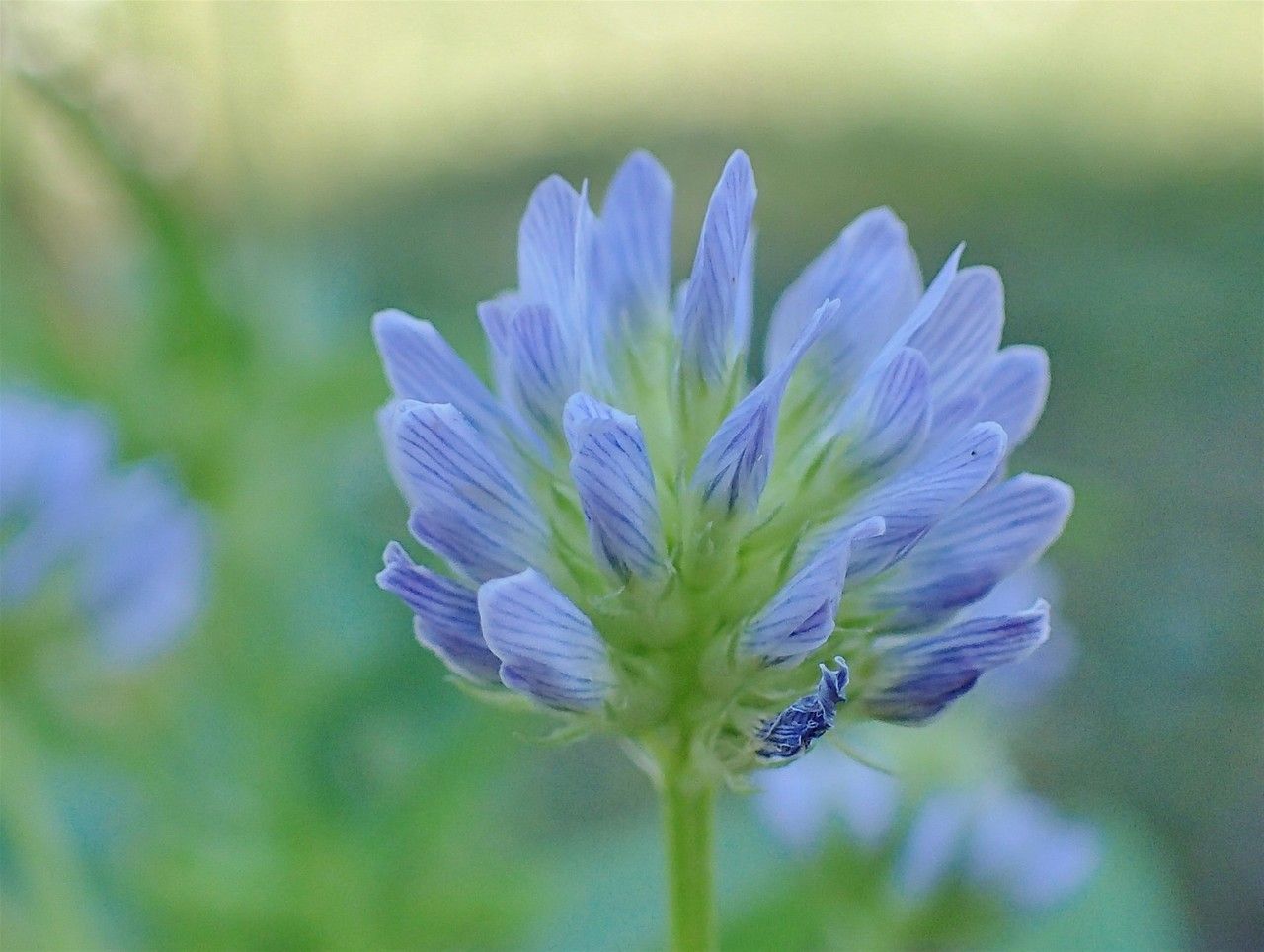 Trigonella caerulea flower
