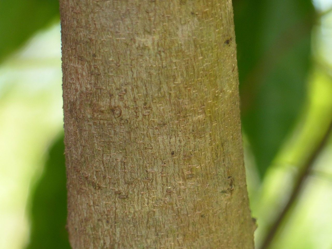 Flacourtia jangomas bark