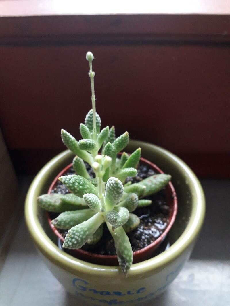 Crassula ausensis leaf