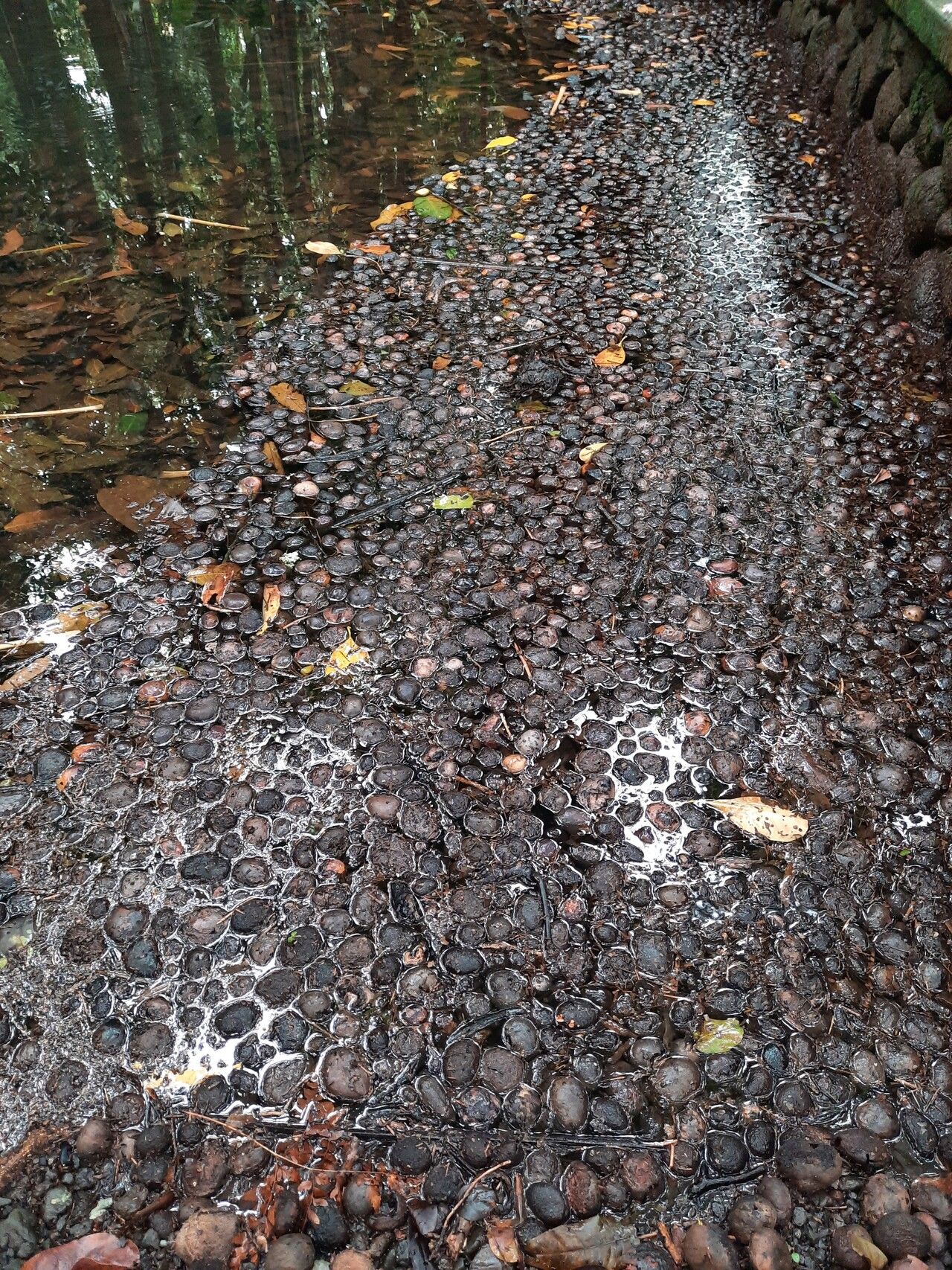 Inocarpus fagifer fruit