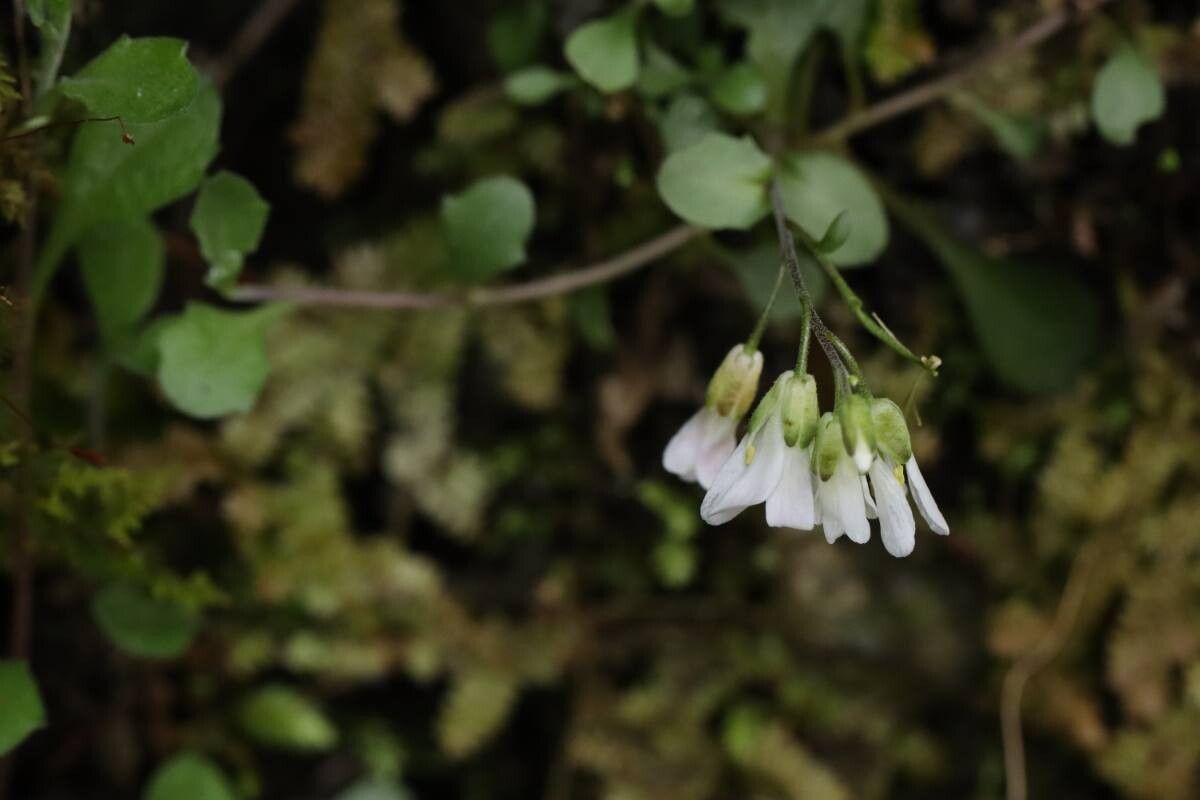 Arabis flagellosa — houseplant care guide