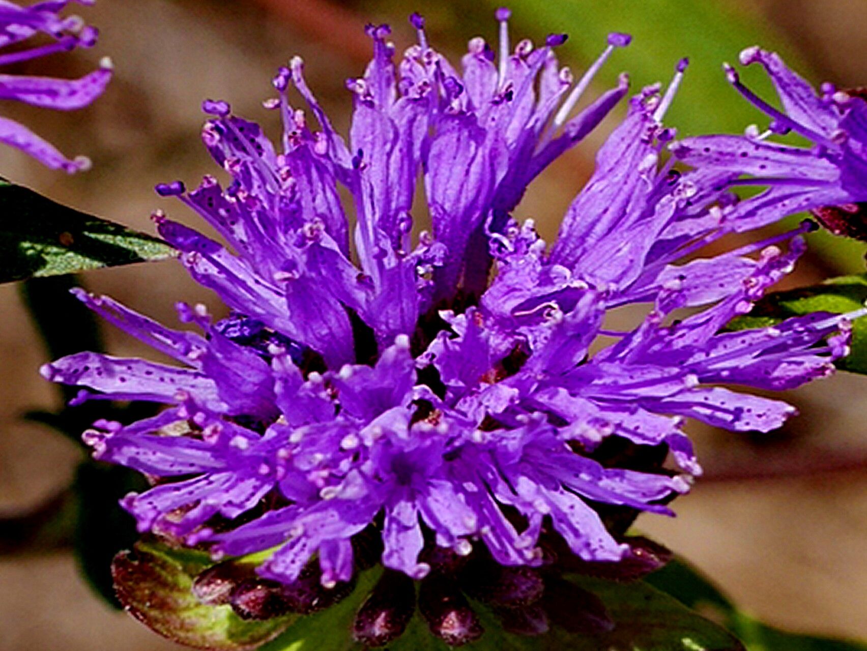 Monardella breweri — related species from the same genus