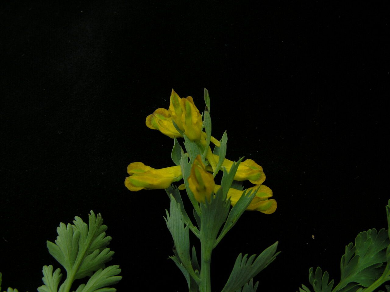 Corydalis govaniana — houseplant care guide