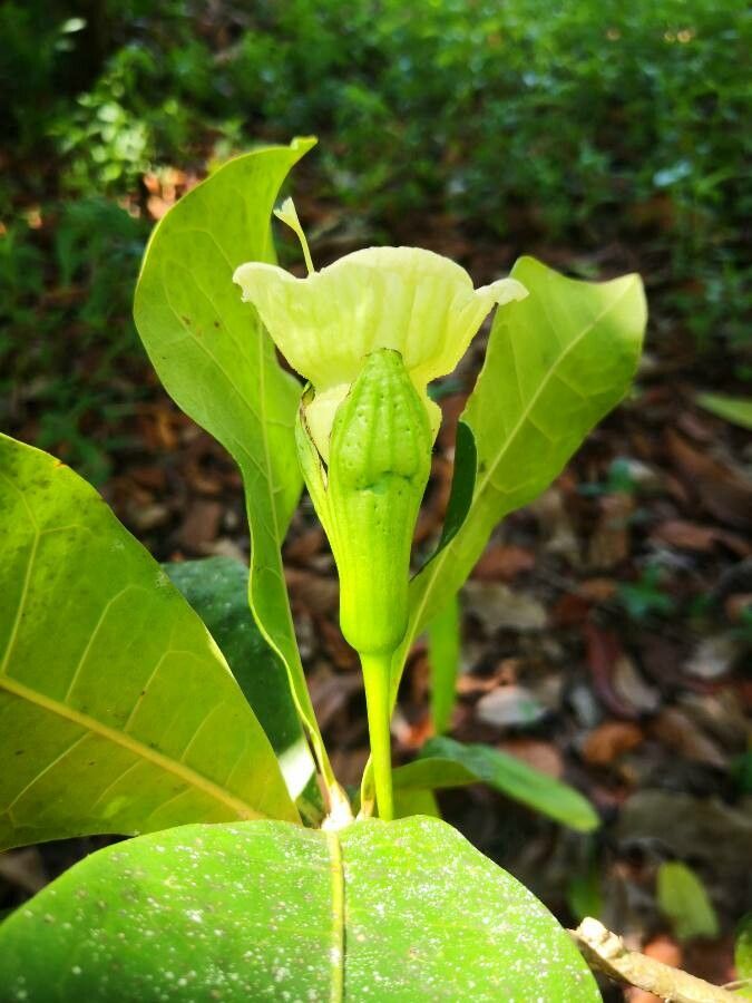 Amphitecna latifolia flower