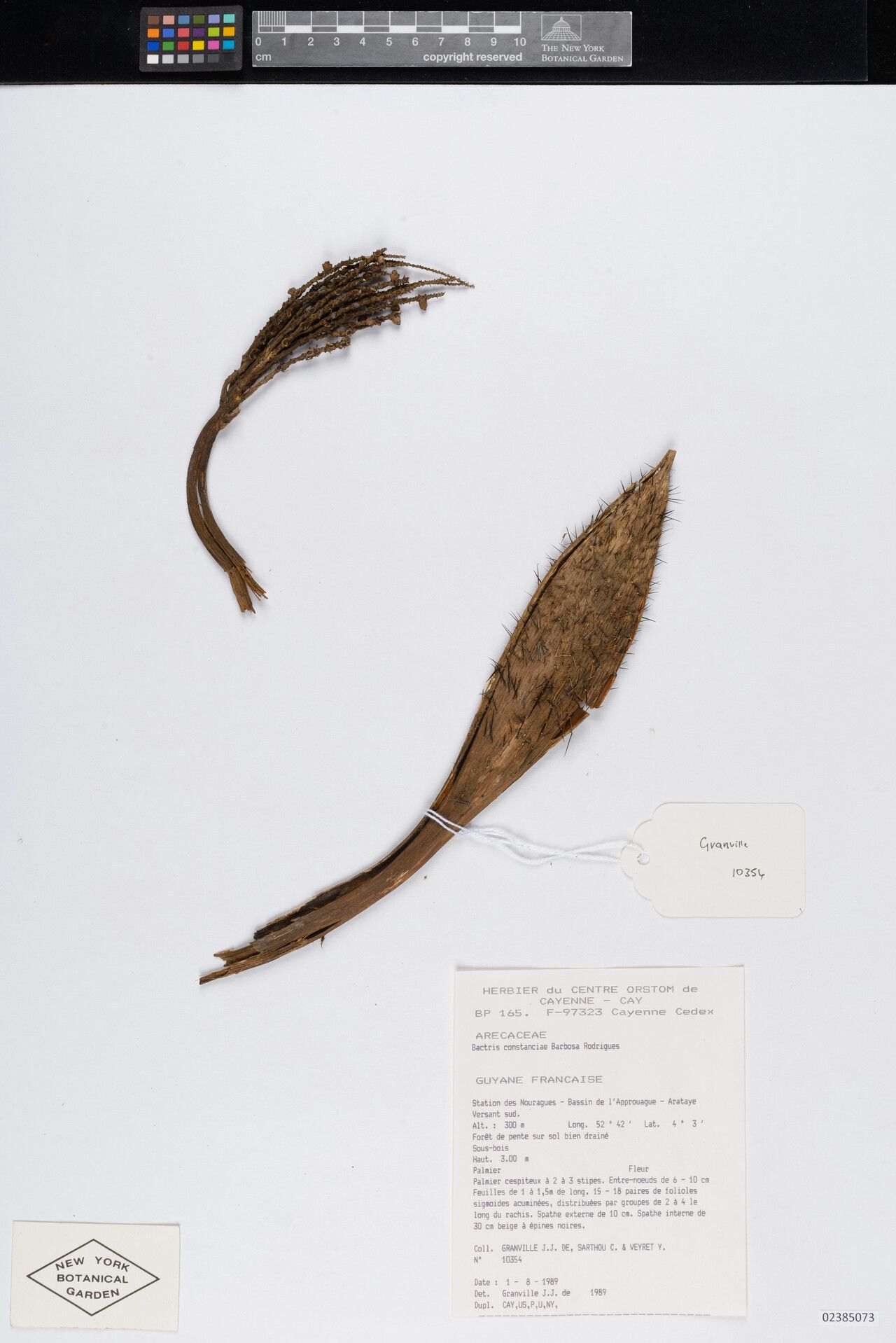 Bactris constanciae fruit