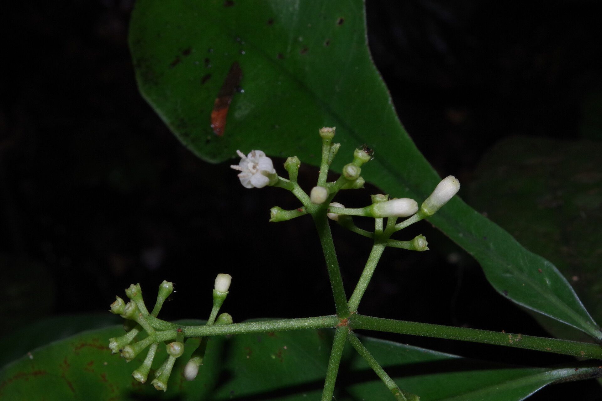 Psychotria cussetii flower
