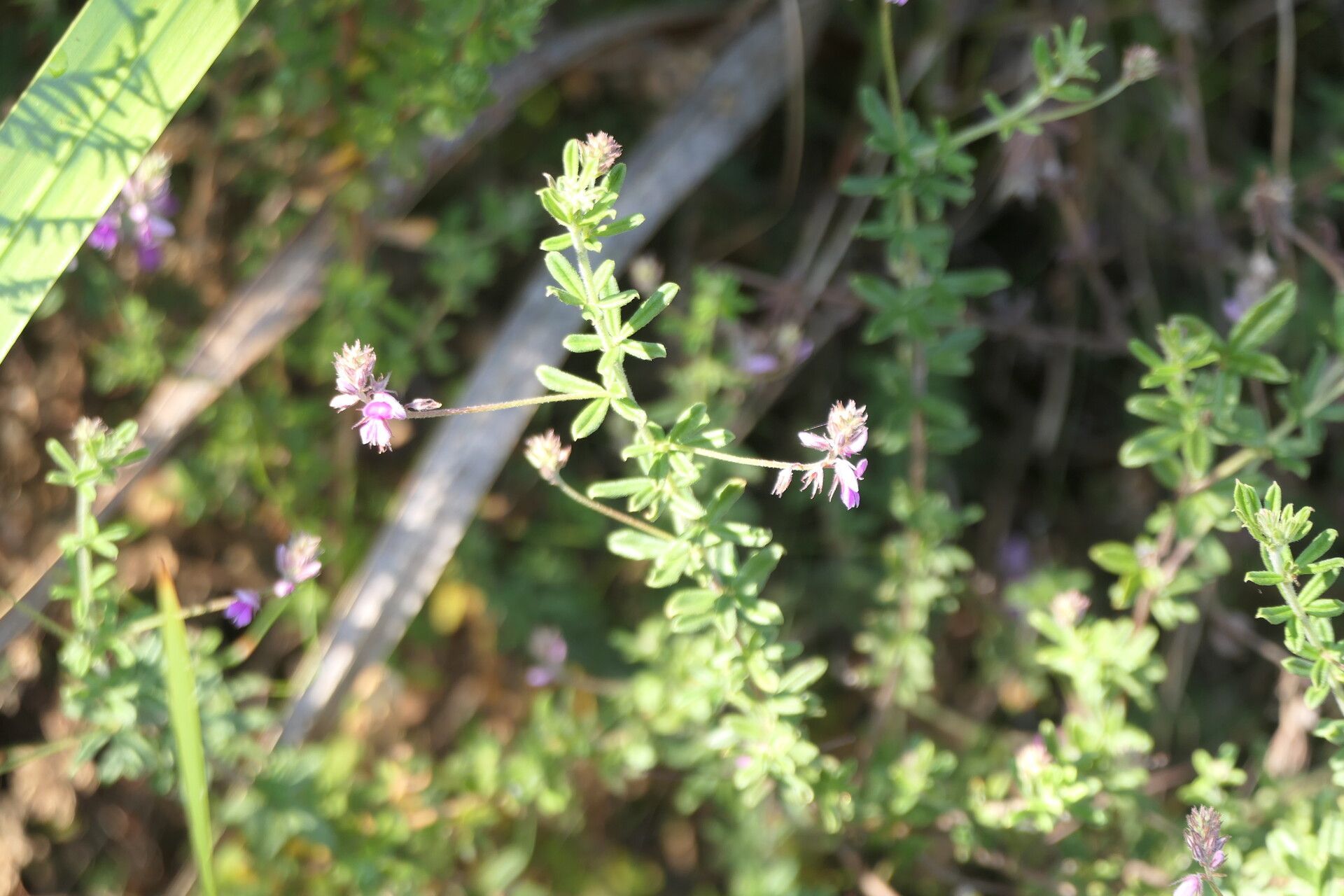 Indigofera filiformis flower