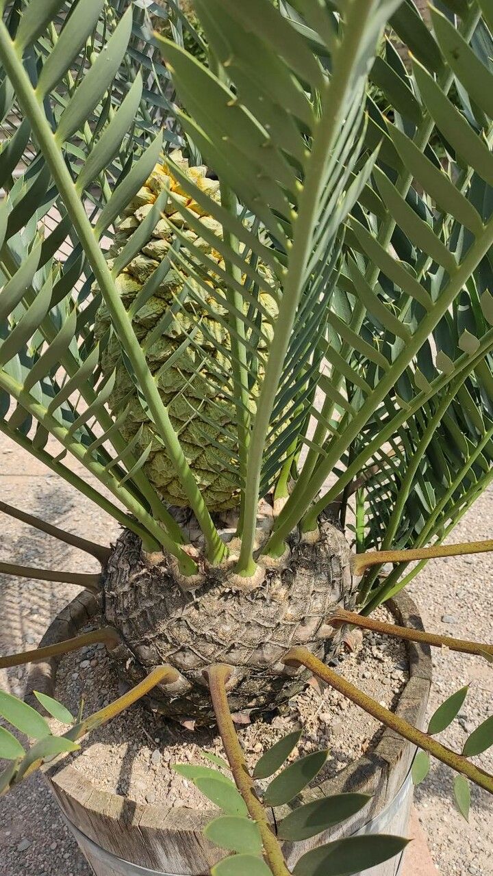 Encephalartos trispinosus bark