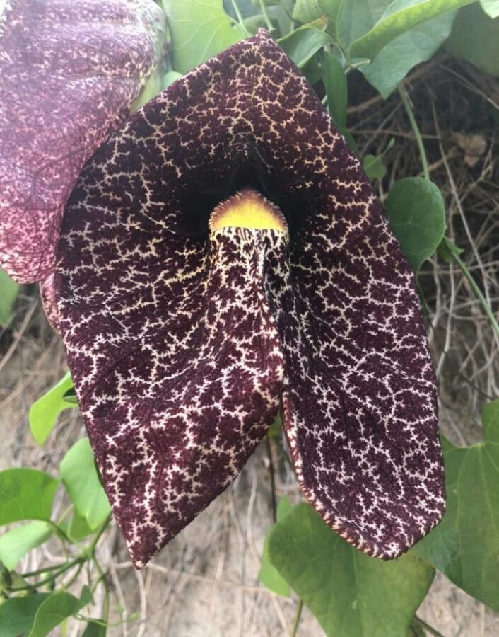 Aristolochia elegans flower