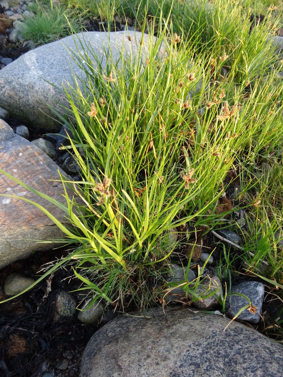 Carex subspathacea habit