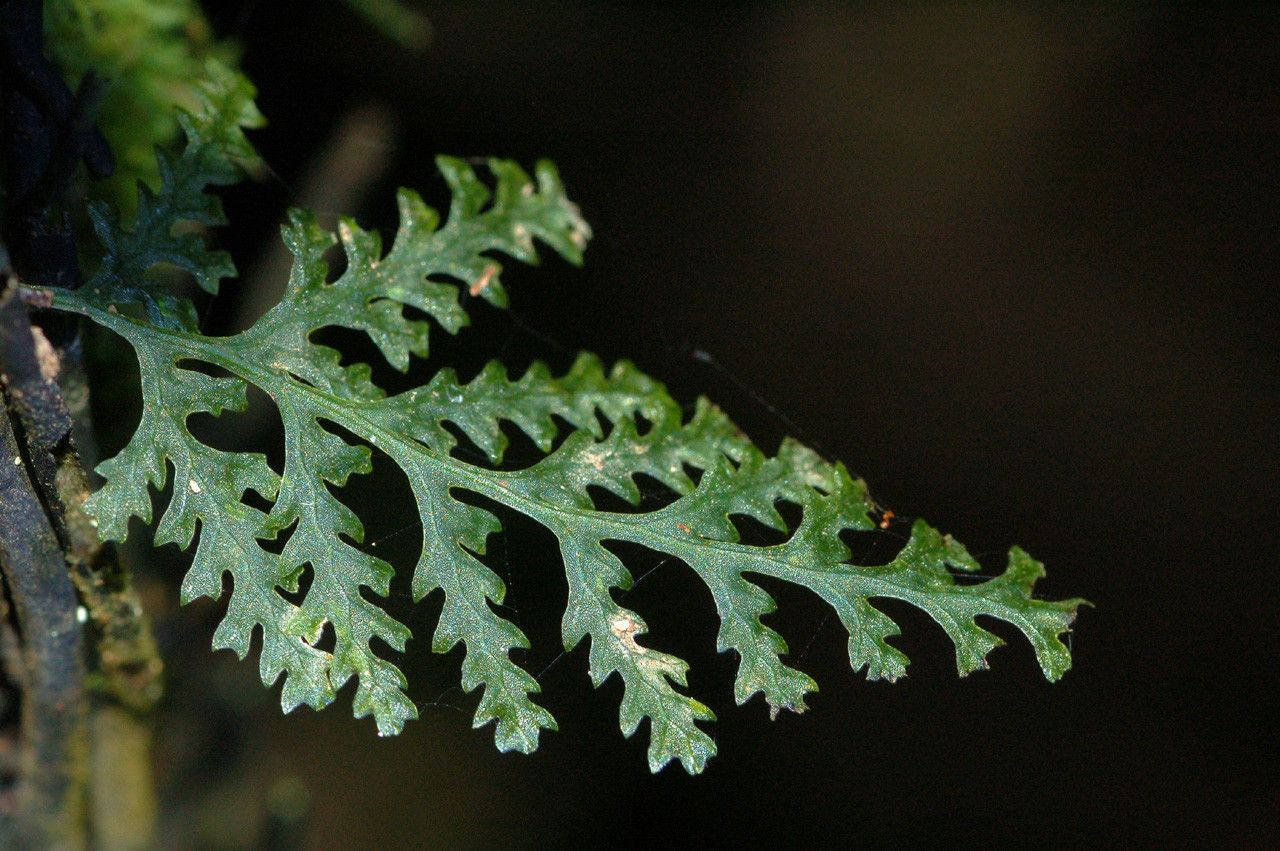 Trichomanes vieillardii leaf