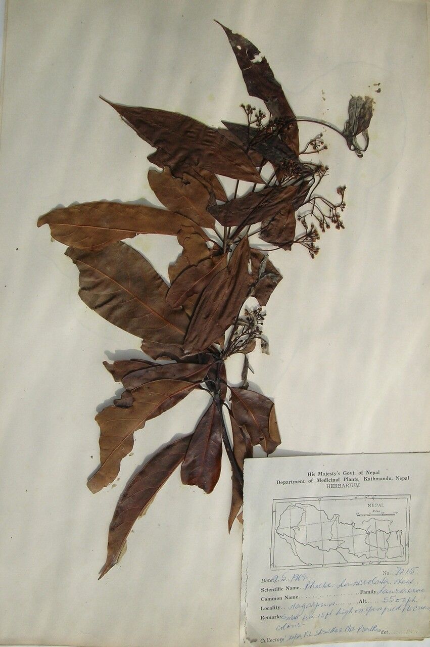 Phoebe lanceolata — related species from the same genus