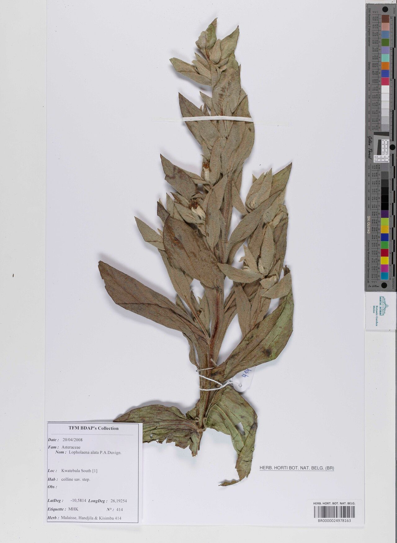 Lopholaena alata — related species from the same genus