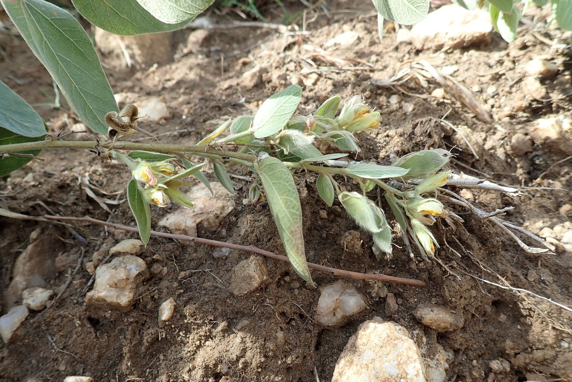 Rhynchosia alluaudii habit