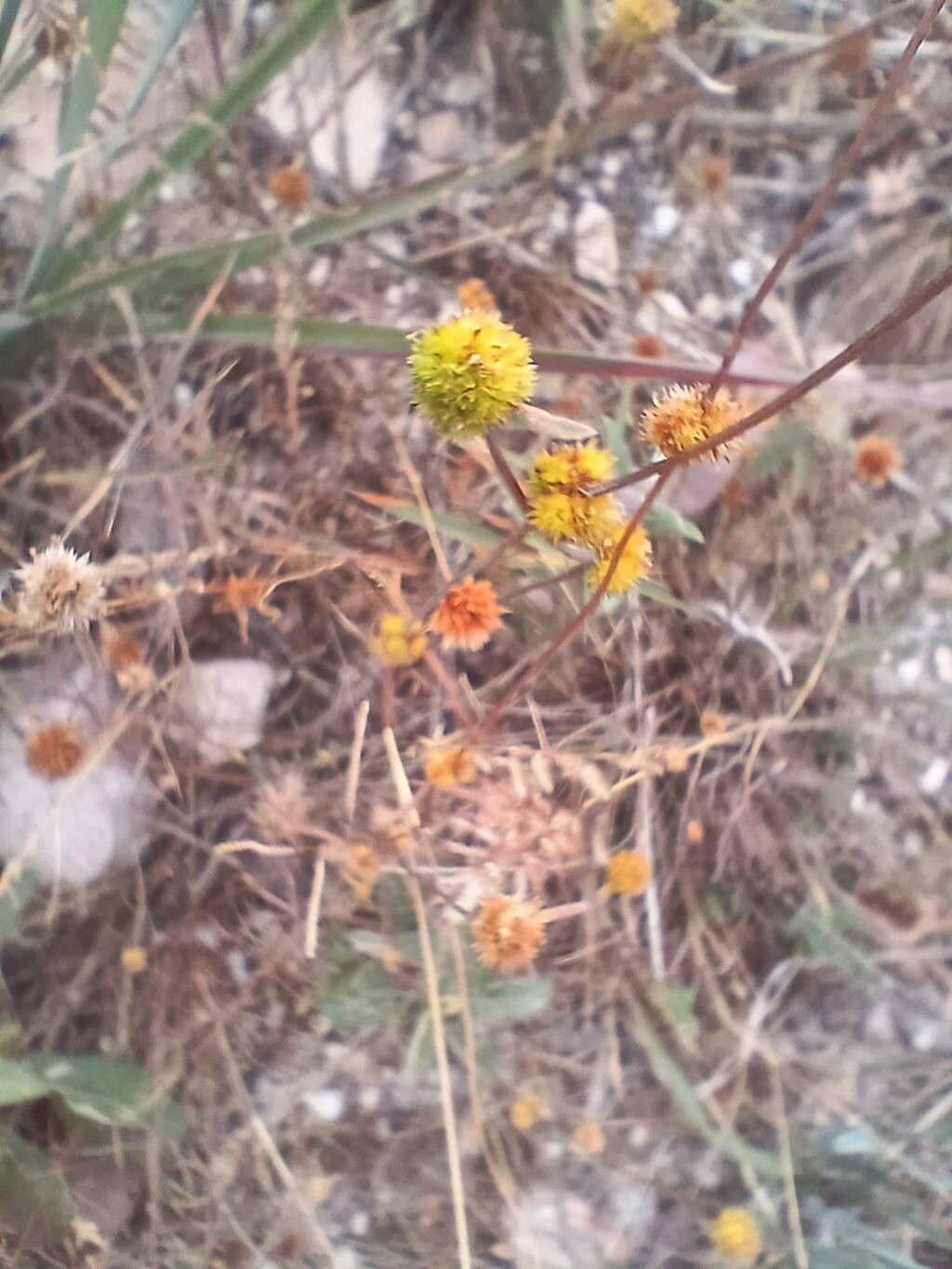 Rhynchospora pilosa flower