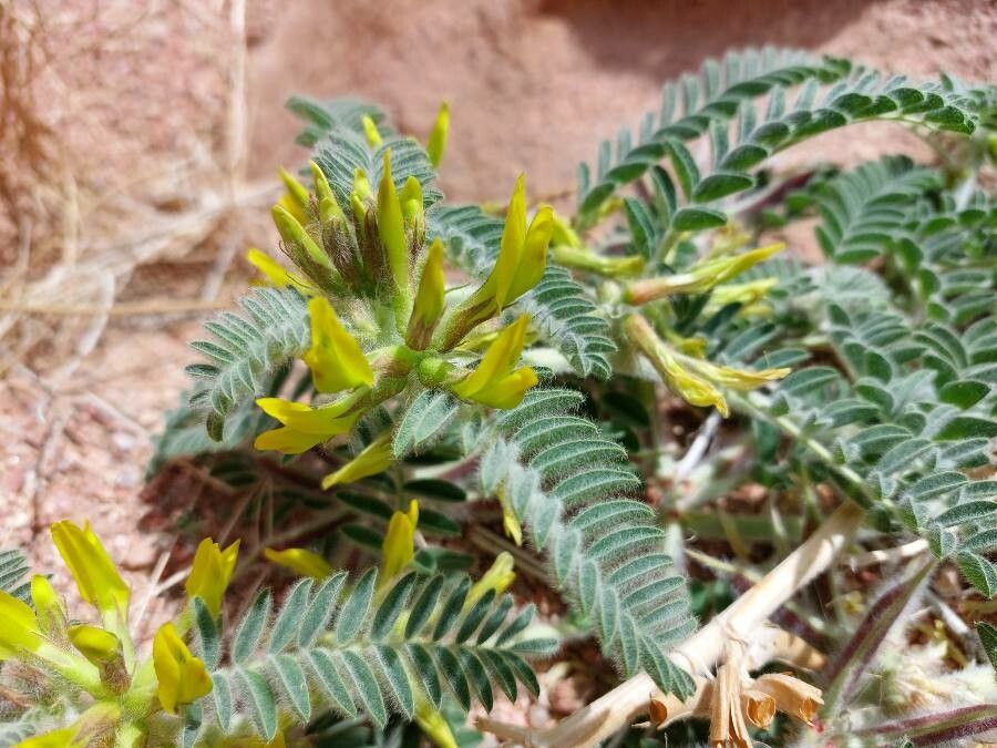 Astragalus sparsus — houseplant care guide