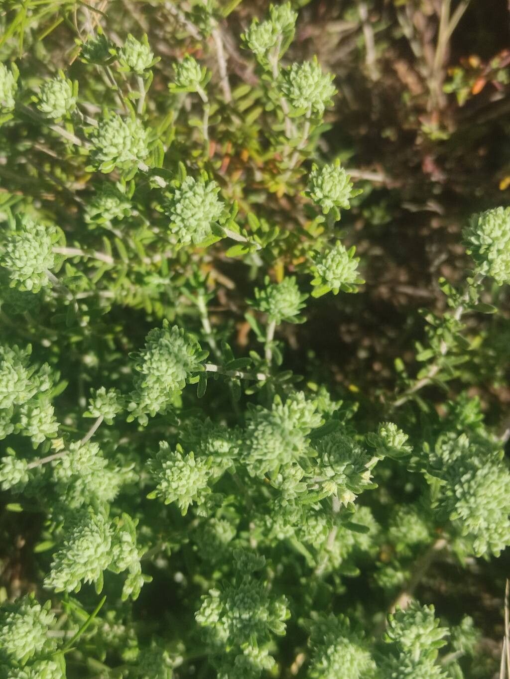 Teucrium edetanum flower