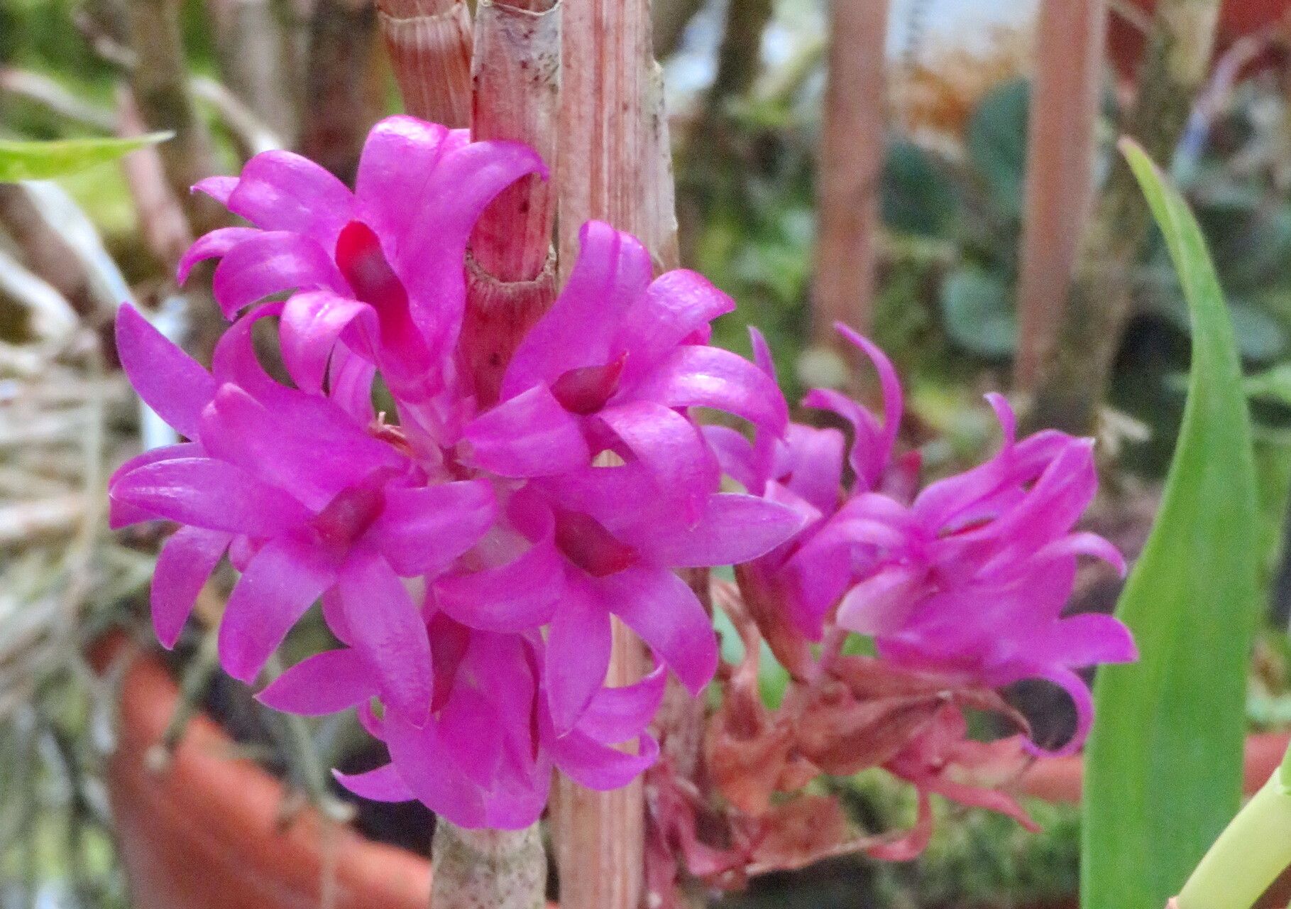 Dendrobium petiolatum — houseplant care guide