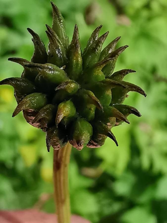 Trollius chinensis fruit